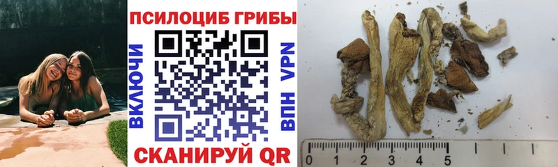 Купить где  Тула  Псилоцибиновые грибы мицелий 